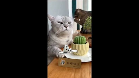 CRAZY ANIMALS - Best Of The 2021 Funny Animal Videos #04
