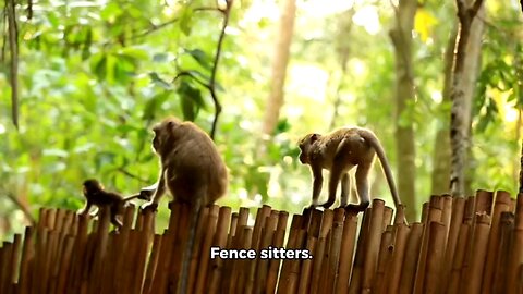 Fence sitters
