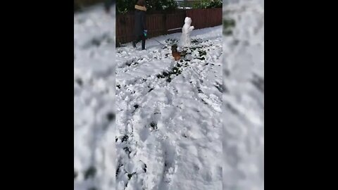 Dog sees snowman for the first time