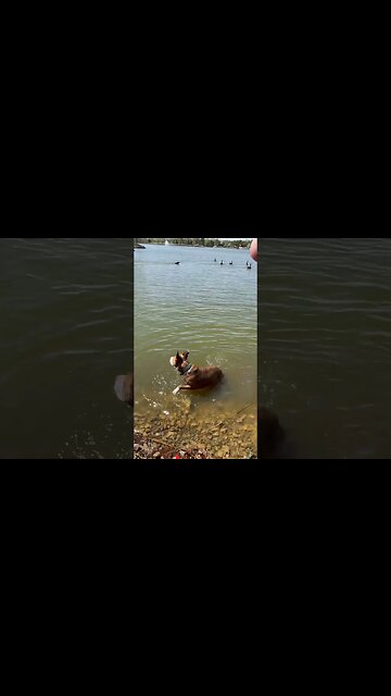 Puppy swimming lessons at the lake.