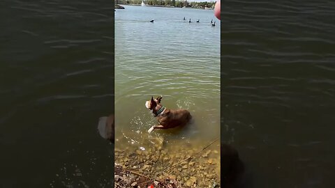 Puppy swimming lessons at the lake.