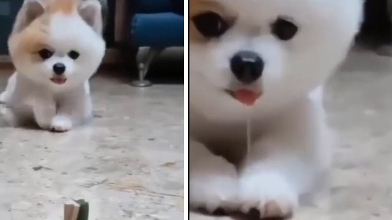 he even drooled wanting the snack