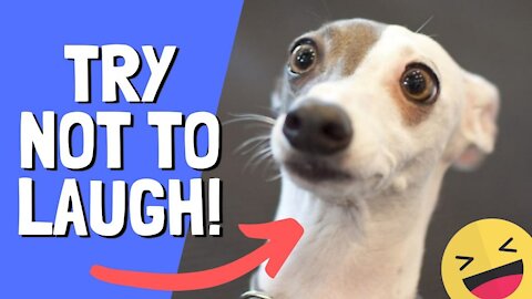 Funny and Cute Pets Compilation Video