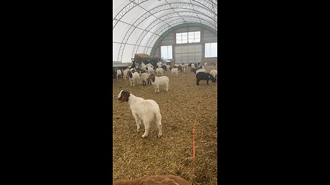 Goat Farming, Inside the house