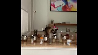 Nimble Kitty Successfully Overcomes Obstacle Challenge