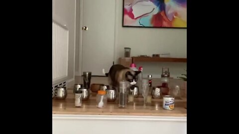 Nimble Kitty Successfully Overcomes Obstacle Challenge