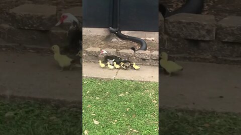 Still 7 Muscovy Ducklings