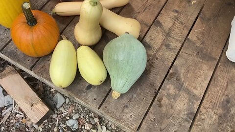 My Squash Varieties this year (2022)