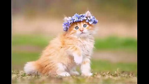Funny cat video