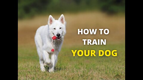 Teach your dog to listen to you in a few simple steps