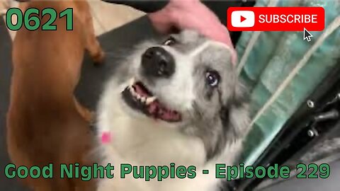[0621] GOOD NIGHT PUPPIES - EPISODE 229 [#dogs #doggos #doggies #puppies #dogdaycare]