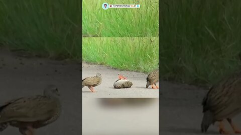 O pau quebrou - Vejam ate o final