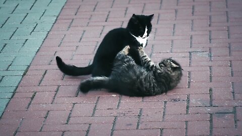 Tow Cute cats playing