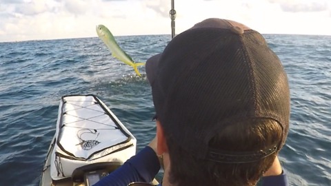 Mahi During the Mullet Run