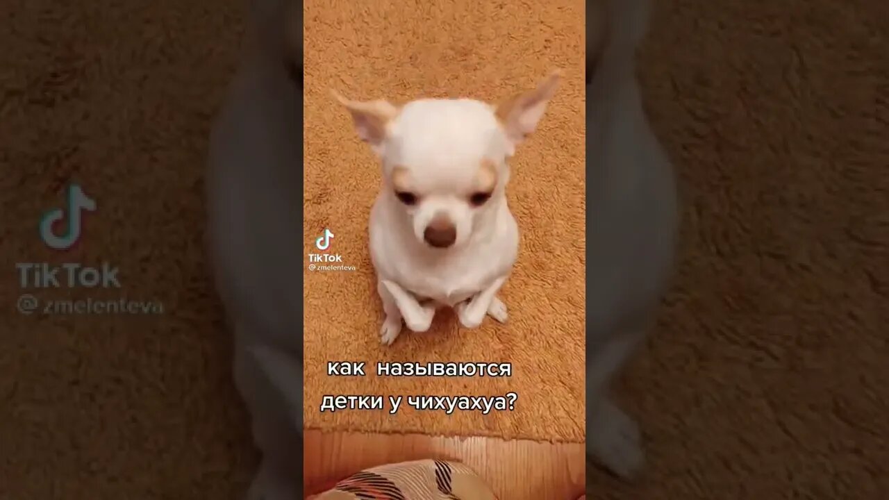 #shortsvideo #чіхуахуйьониши😅