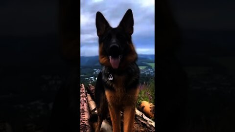 I'm Here 🔥Funny and Cute Dogs Videos Compilation 2021_|02|_| Pet Lover's Zone #shorts