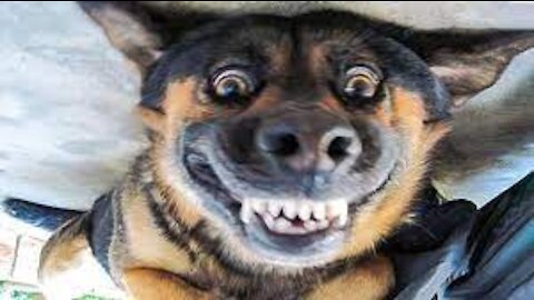 Funny pets - Healthy food for your pets at the link below