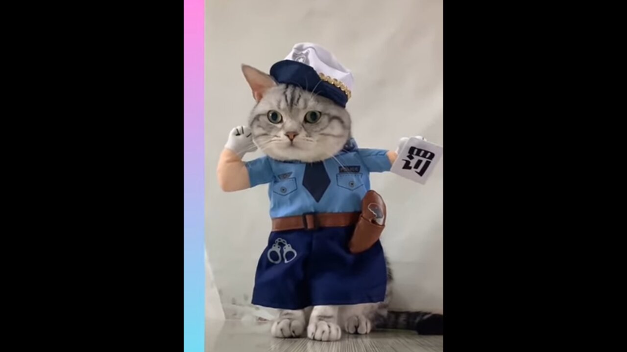 cute animal videos compilation | #shorts| funny cats