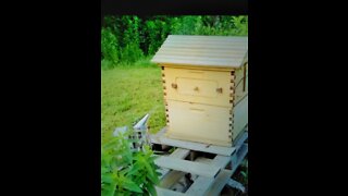 Adding a second brood box for my honey bees