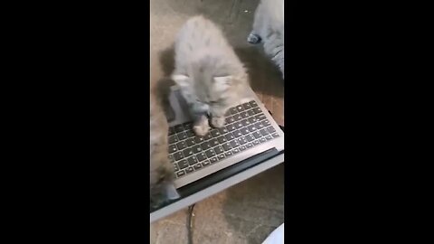Homemade Adventures of Playful Grey Persian Cat Family - compilation 1