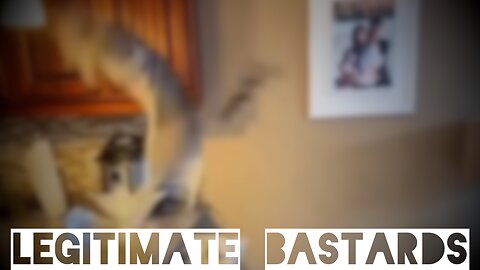 How to keep your cat off the counter