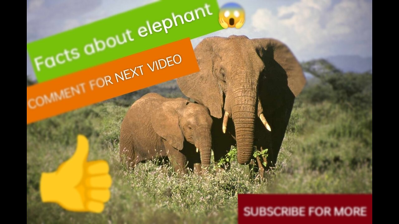 Information about elephant and other animals