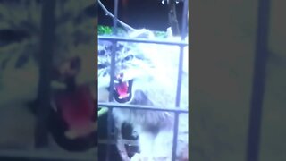 Nice Kitty!!! #shorts #cats