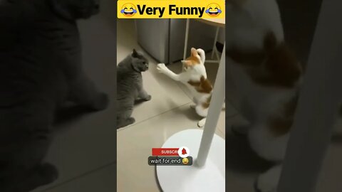 shorts Cat Mimicry youtubeshorts shortvideo viral cat short video funny comedy trending 2