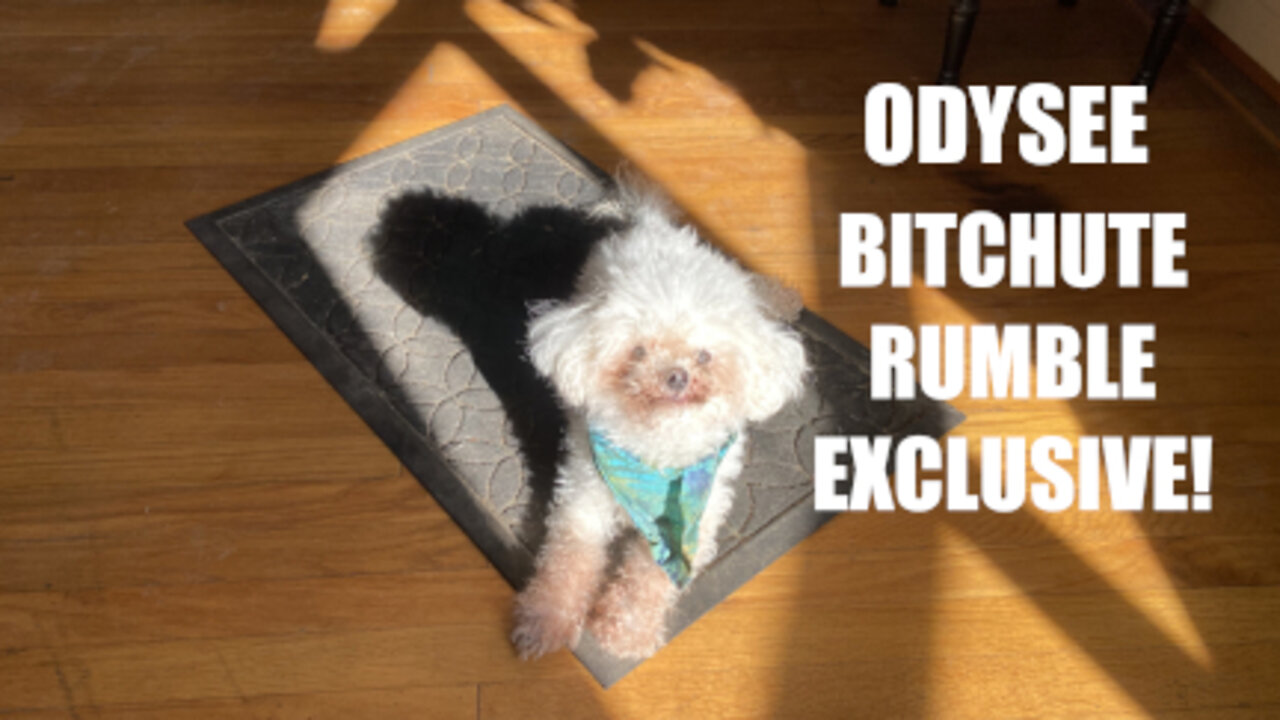 Rumble/Odysee/Bitchute Exclusive Hot Take: July 8th 2022 News Blast!