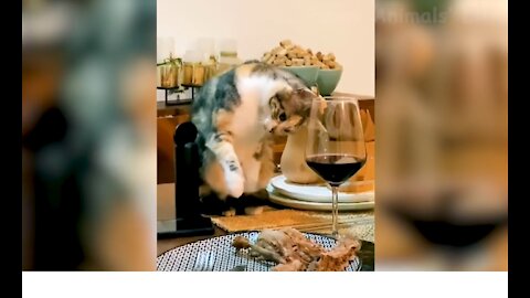 Funniest Animals - Best Of The 2021 Funny Animal Videos