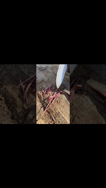 Fire Tinder 3 Ways with the SHEMANESE. #shorts #bushcraft #fire #cedar