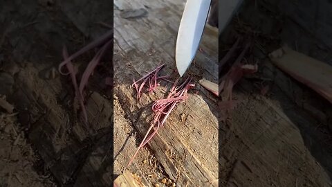 Fire Tinder 3 Ways with the SHEMANESE. #shorts #bushcraft #fire #cedar