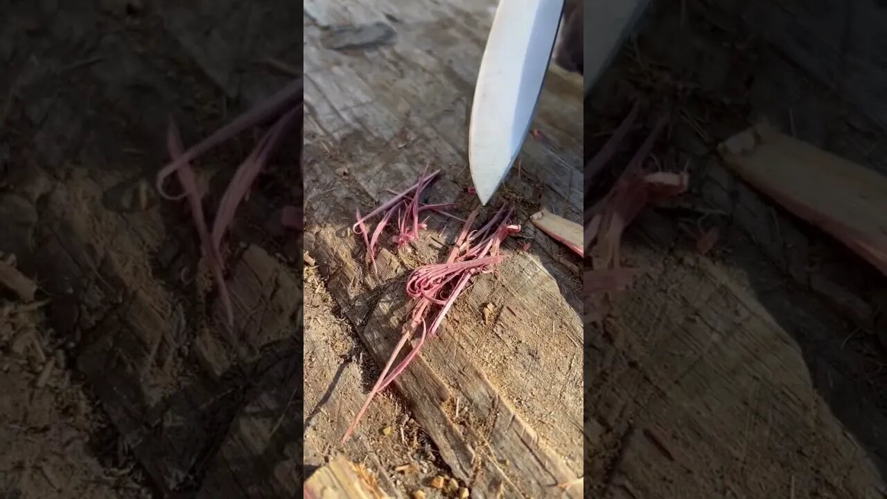 Fire Tinder 3 Ways with the SHEMANESE. #shorts #bushcraft #fire #cedar