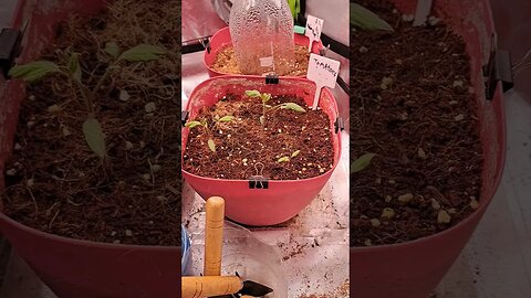 purple silverback autoflower week 3 day 1