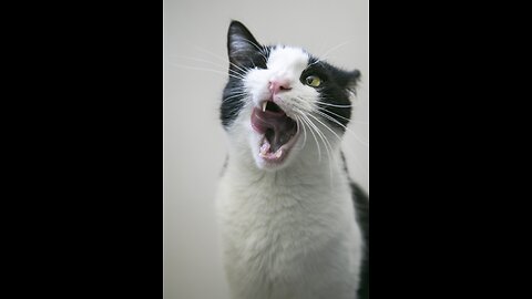 New Funny Videos 2023 😍 Cutest Cats and Dogs 🐱🐶