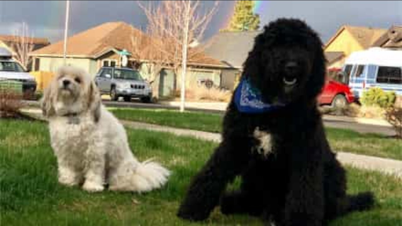 Ce chien ignore les règles et mange la récompense de son copain