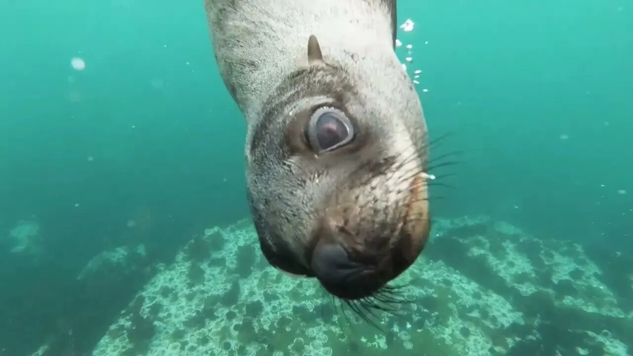 the amazing world of seals