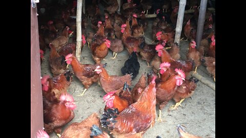 Hen love