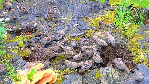 House Sparrows on a Large Tree Stump at the Edge of Their Territory