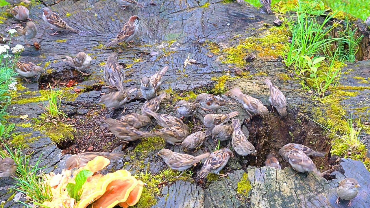 House Sparrows on a Large Tree Stump at the Edge of Their Territory