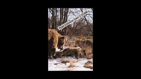 A fight between Bear 🐻🐻🐻 & Wolf!!!