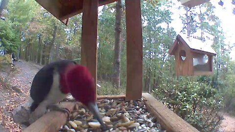 Redheaded woodpecker x3