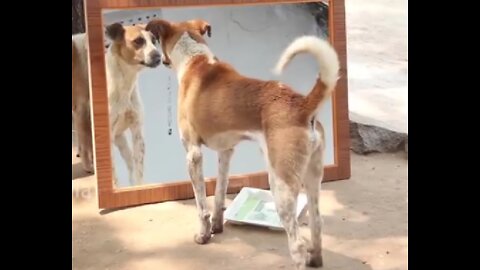 Mirror prank for dog