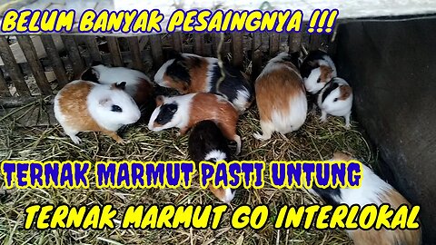 MUMPUNG BELUM BANYAK PESAINGNYA.. TERNAK MARMUT PASTI UNTUNG, MULAI GO INTERLOKAL..