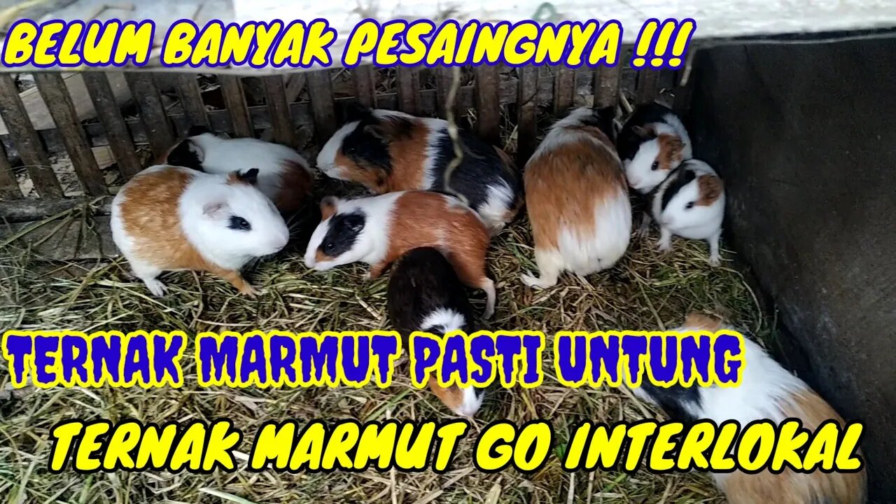 MUMPUNG BELUM BANYAK PESAINGNYA.. TERNAK MARMUT PASTI UNTUNG, MULAI GO INTERLOKAL..