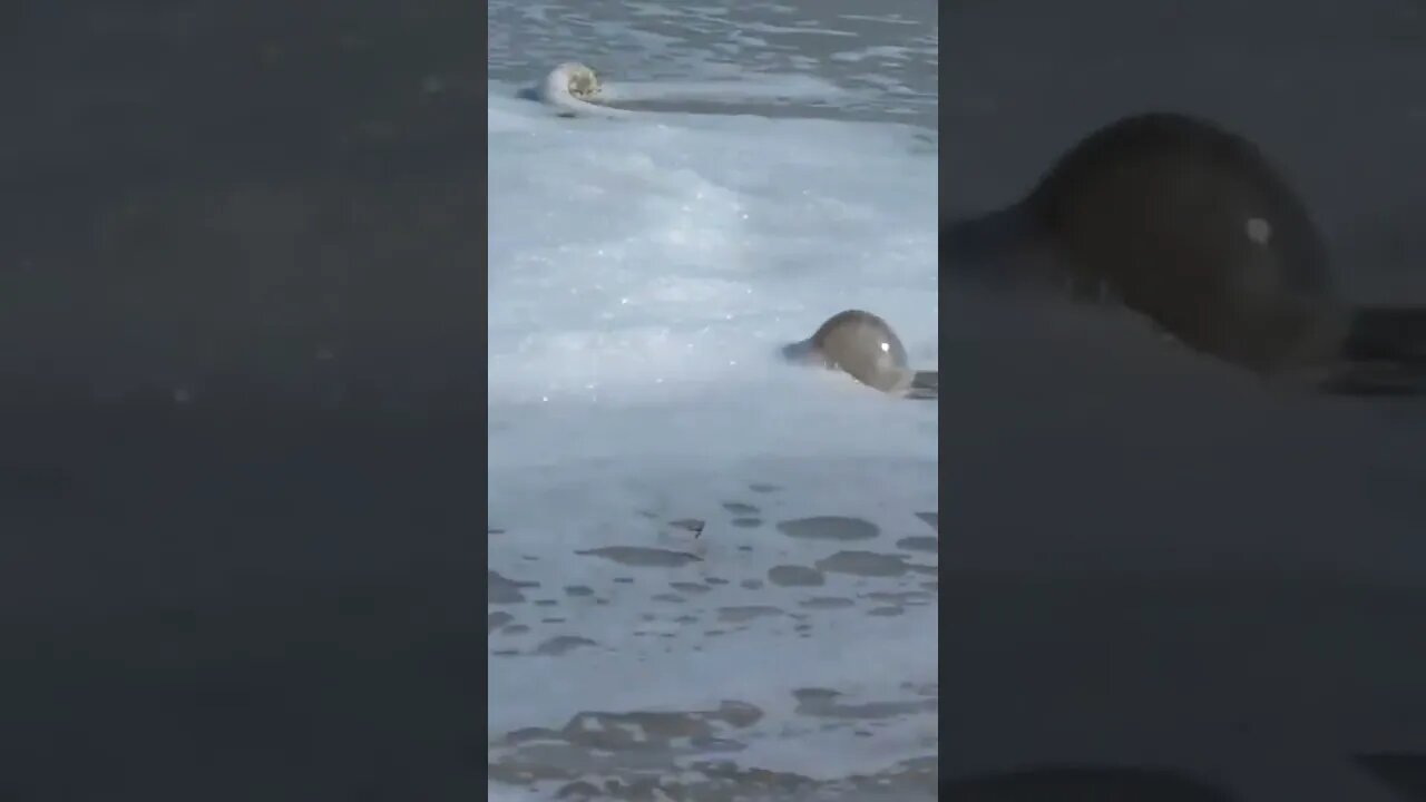 Jellyfish rolled by the waves.