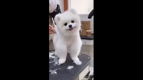 cute dog hair cutting
