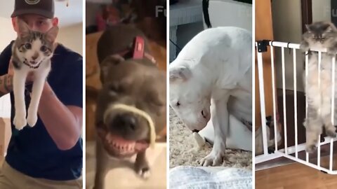 Funniest Cats And Dogs - Awesome Funny Pet Animals Videos 06