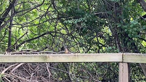 Cardinal and Blue Jay 😊