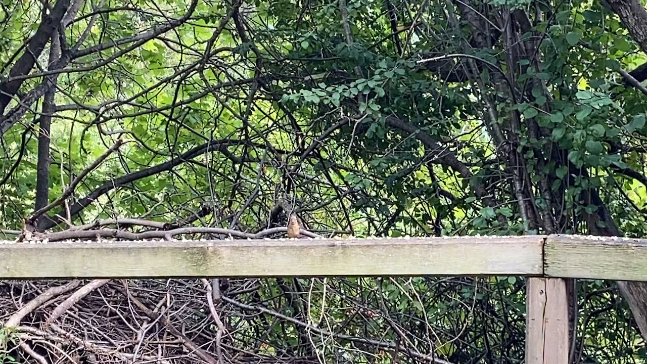 Cardinal and Blue Jay 😊